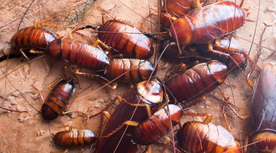 Professional pigeon control systems services in Anderson - Pigeon Control Systems Anderson